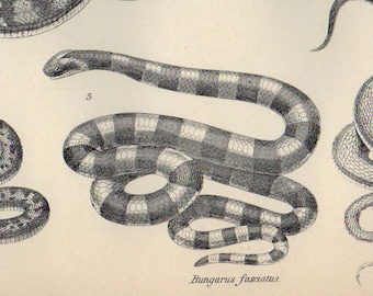 Antique Print 1890 SERPENTS Plate 1, engraving original antique print