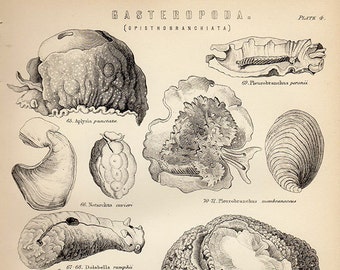 Antique Print, SEA SLUGS SNAILS Gastropods Gasteropoda 1890 wall art vintage lithograph illustration natural science chart