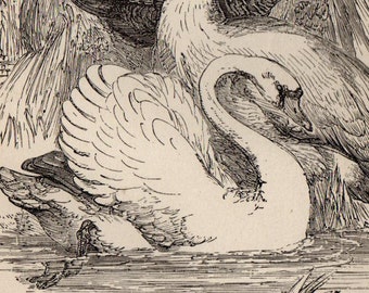 Antique Print, 1871 WILD and TAME SWANS black, Engraving, beautiful wall art vintage engraved b/w illustration animals 137