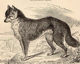 Antique Print, Dingo dog dinotherium dipper, Engraving, beautiful wall art vintage engraved b/w illustration animals 38