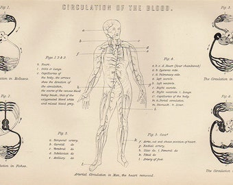 CIRCULATION OF BLOOD - Antique Anatomy Print - printed 1890 - Engraving