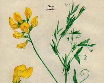 Antique European Wild Herb Flower Plant Print 32, Botanical Print, pretty 1962 Colour Print, wildflowers herbal Lithograph