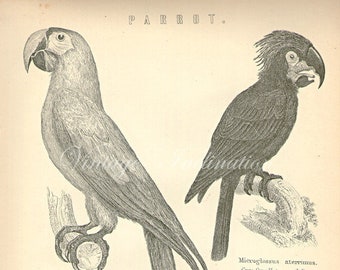 Antique Bird Print, PARROT Chart 1890 wall art vintage b/w engraving illustration birds feathers scarlet macaw