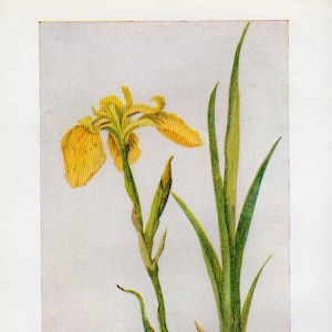 Stampa antica, fiori botanici ed erbe 13, 1940, illustrazione litografica a colori vintage, grafico di scienze naturali