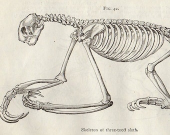 1888 THREE TOED SLOTH Antique Miniature Animal Anatomy Print