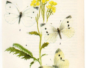 European Vintage Botanical Print 54 - Plants with Butterflies Vintage Print - Vintage Flower Print