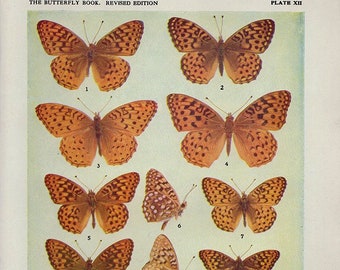 1930 Butterfly Print, PLATE XII Vintage Antique Book Plate prints, 12 butterflies insects nature art illustrations
