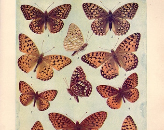 1930 Butterfly Print, PLATE XI Vintage Antique Book Plate prints, 11 butterflies insects nature art illustrations