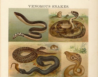 1904 Antique chromollithograph VENOMOUS SNAKES reptile  life 115 years old bookplates, print