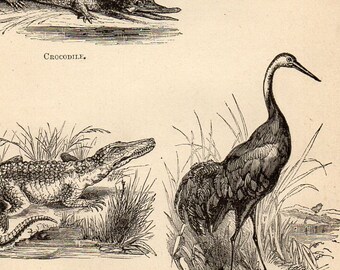 Antique Print, Cormorant Crocodile Crane, Engraving, beautiful wall art vintage engraved b/w illustration animals 33
