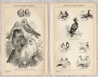 Set of Two 1871 Natural History Antique Prints, Engraving, beautiful wall art vintage engraved b/w illustration animals