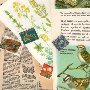 100年前の古書 希少 1923年 Birds and their young
