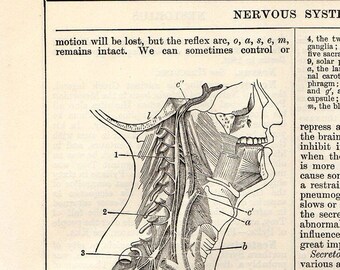 NERVOUS SYSTEM - Antique Anatomy Print - printed 1908