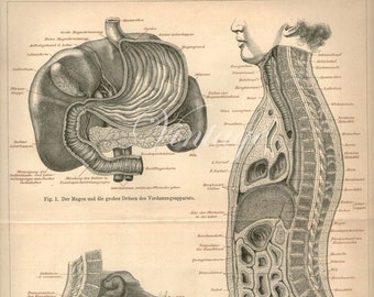 Large 1890s Human Anatomy Print, MALE INTERNAL ORGANS