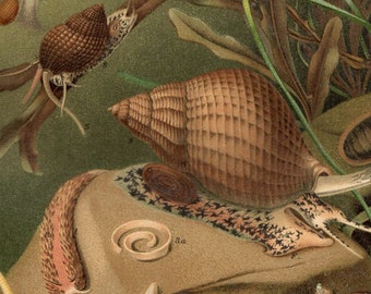 Antique 1908 MOLLUSCS Lithograph, sea ocean shells snails - shell  chromolithograph, Vintage Print, to frame