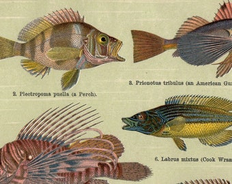 Antique Vintage 1908 Chromolithograph, BRIGHT COLOURED FISHES 1900s art Victorian Edwardian color lithograph