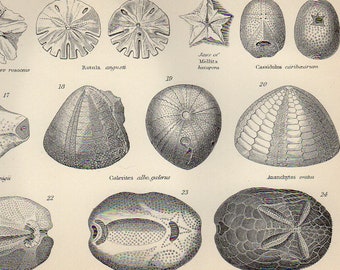 1890 SEA URCHINS, antique vintage bookplate chart, original shells print