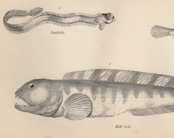 1888 BLENNY FISH - Wolf-fish Butterfly-fish Bandfish Engraving Print 131 Year Old Natural History Ocean Sea Fishing Print