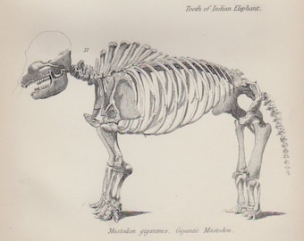 MAMMALS 2 skeletons drawings. Antique Print. Animal Sealife Anatomy Natural History, 1902  Lithograph, Wall Hanging, Home Decor