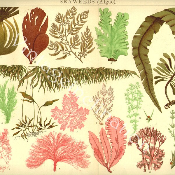 Antique Vintage 1924 LARGE Gorgeous Chromolithograph, SEA WEEDS Algae, 1800s art German color lithograph