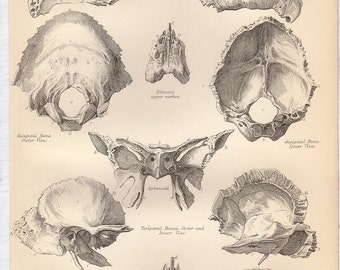 1890s Human Anatomy Print, SKULL BONES