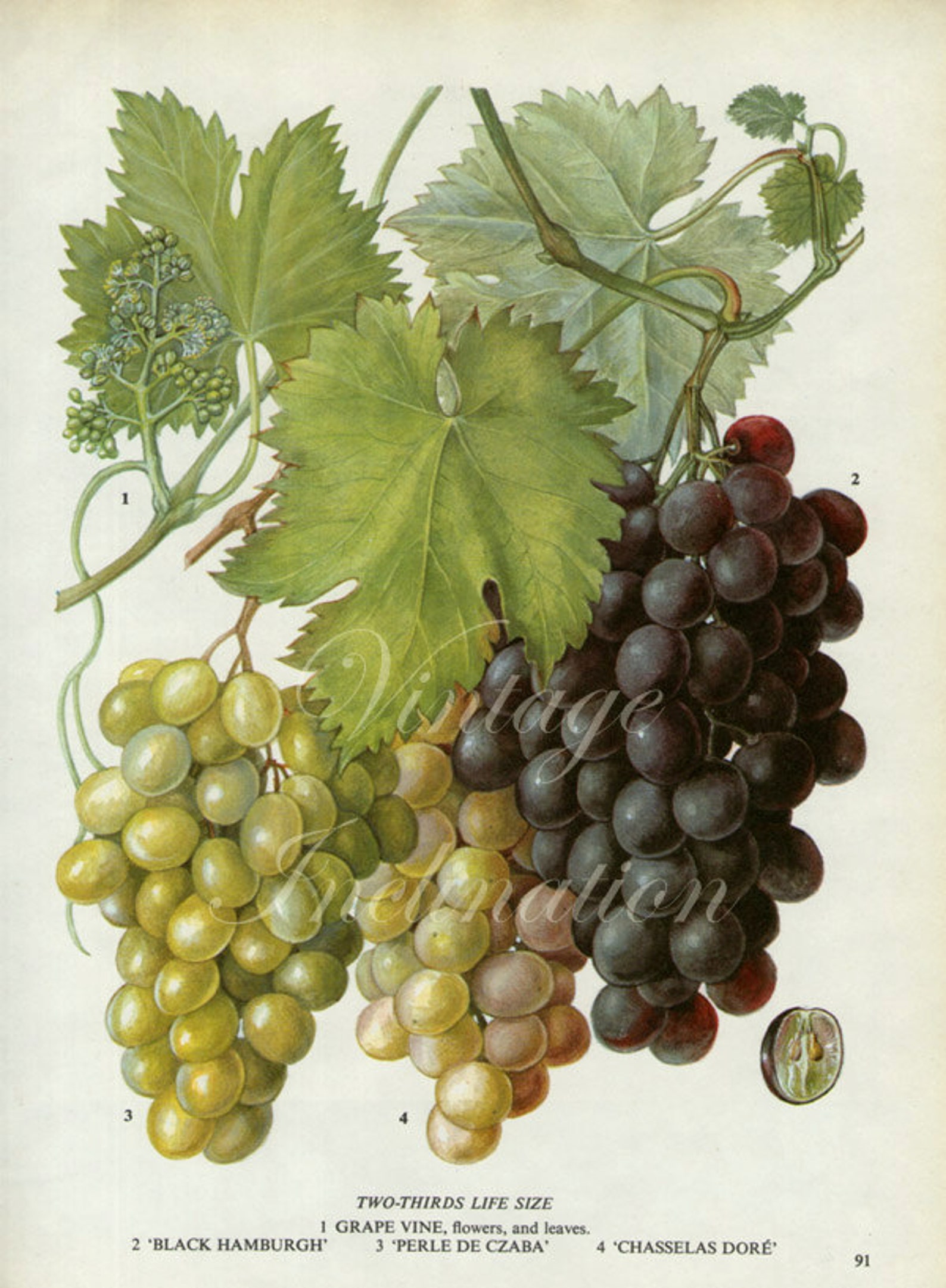 Vintage Botanical Print Antique GRAPES, Plant Print Botanical Print