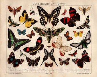 1904 Large BUTTERFLIES AND MOTHS - butterfly Vintage Print, Book Plate to Frame illustrations