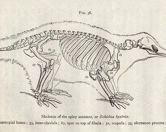 1888 SPINY ANTEATER ECHIDNA Antique Miniature Animal Anatomy Print