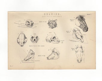 ANIMAL ANATOMY - skulls heads faces  Antique Anatomy Print - printed 1890 - Engraving