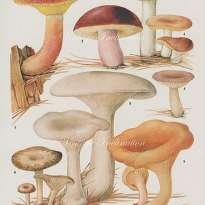 Vintage Antique MUSHROOMS illustration, book page, book print, bookplate 107