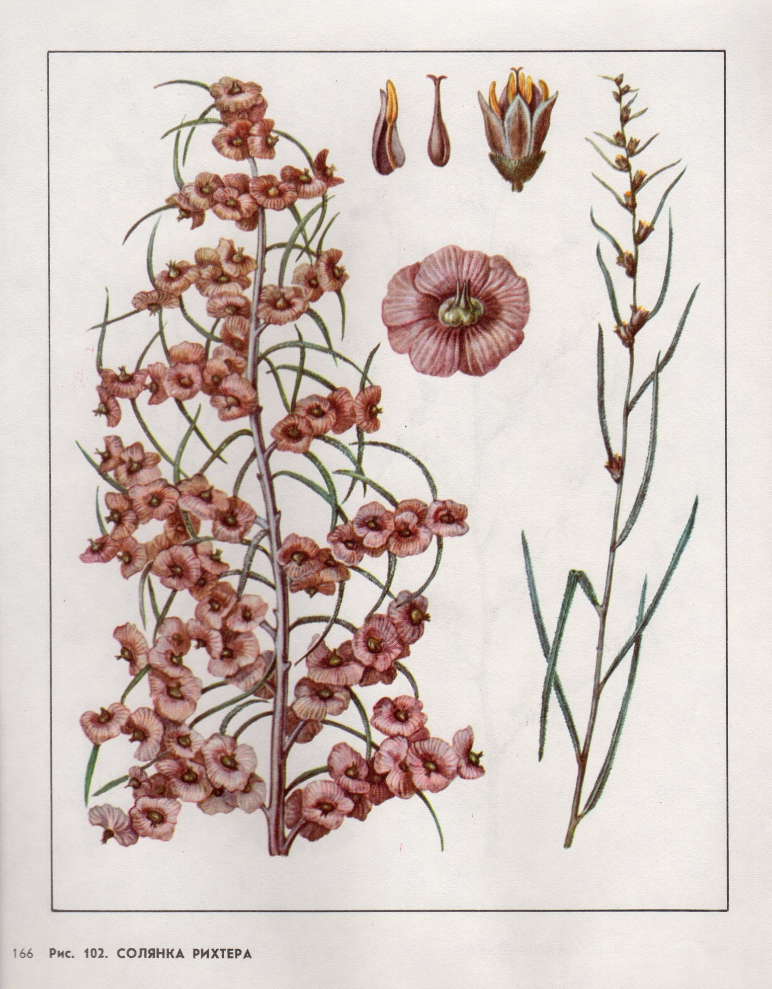 Vintage BOTANICAL Chart Print Wild Plants Herbs 166 varieties | Etsy