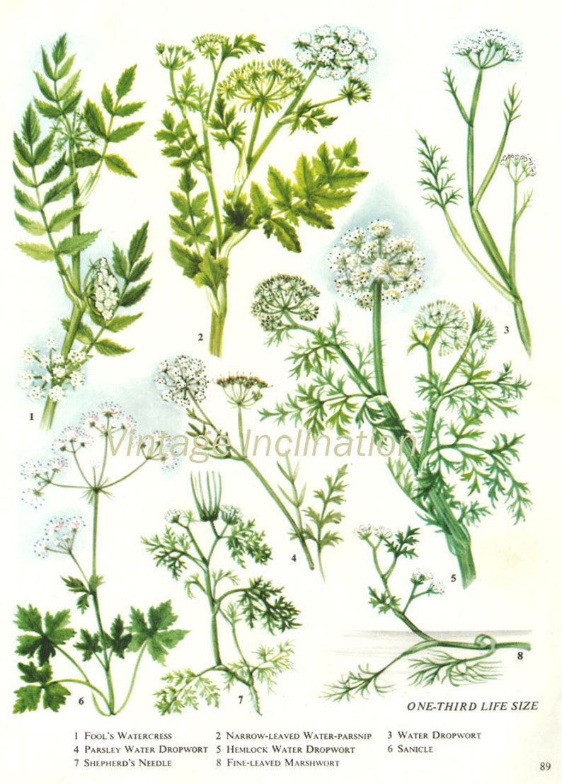 HERBS Vintage Botanical Print Antique plant print 89 | Etsy