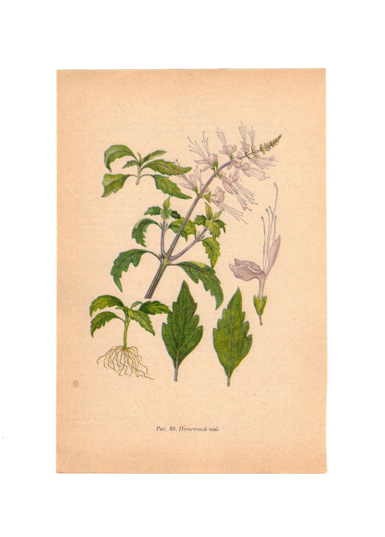 1959 HERBS Vintage Botanical Print Antique plant print 86 | Etsy