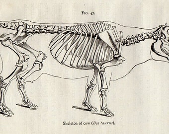 1888 COW Antique Miniature Animal Anatomy Print
