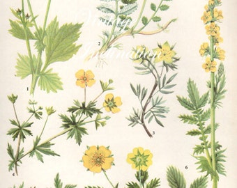 Grabado botánico vintage Antique FLOWERS, impresión vegetal impresión botánica, exlibris 17 art print, planta amarilla planta pared