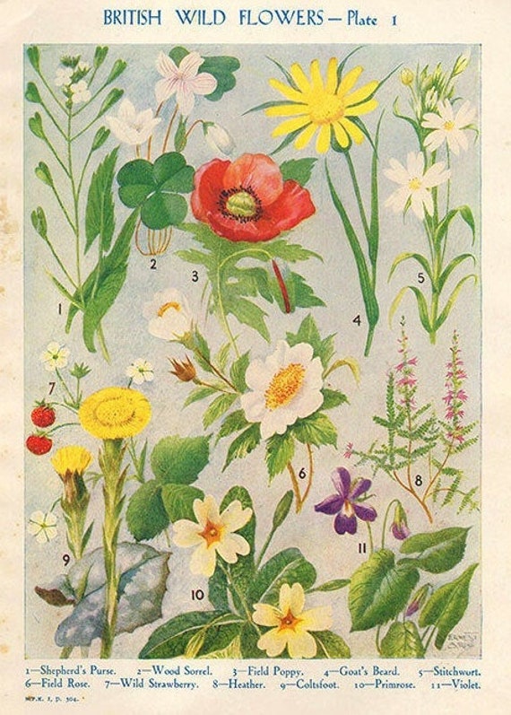 Antique Botanical print British Wild Flowers bookplate, vintage botanical flowers bookplate art print, red poppy fruits wall print wall art