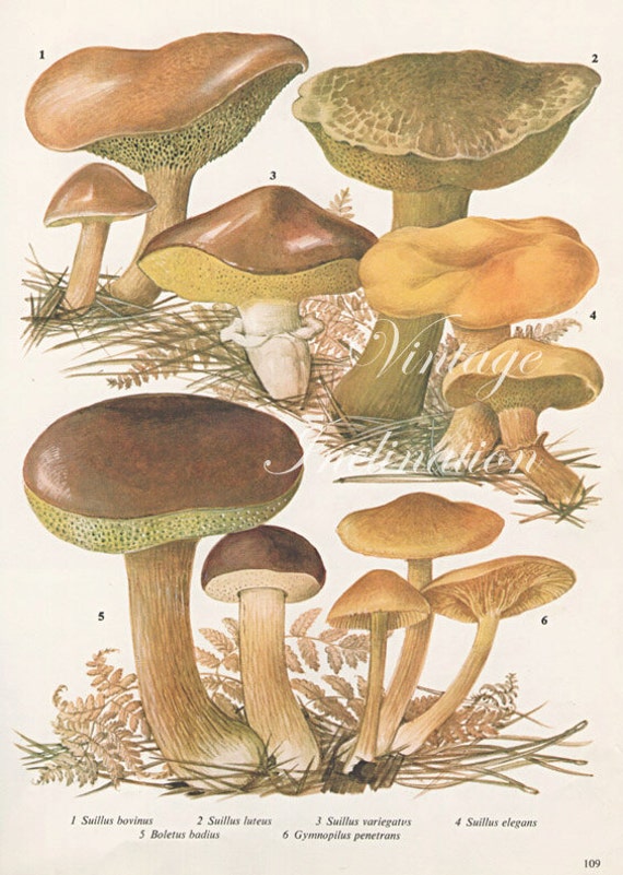 Vintage Botanical Print Antique MUSHROOMS fungi plant print | Etsy