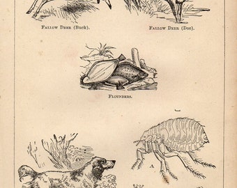 Antique Print, Fallow deer Field Spaniel dog fleas, Engraving, beautiful wall art vintage engraved b/w illustration animals 53