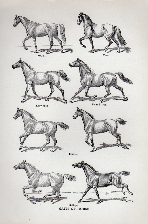 Horse Chart