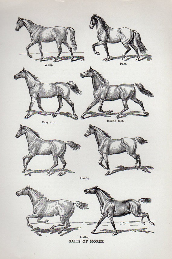 Horse Chart