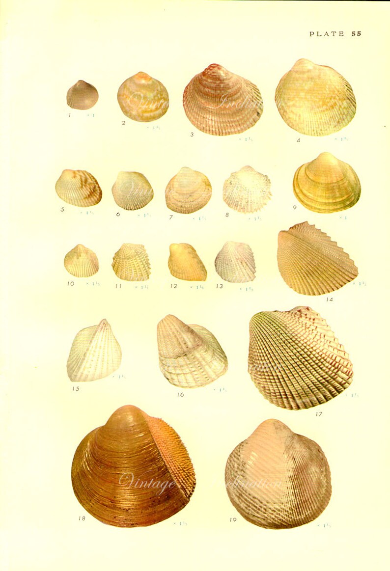 1958 SHELLS, antique vintage bookplate chart, original shells print 55 56 image 1