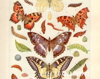 1920s Butterfly Prints, Vintage Antique Book Plate prints, British Butterflies plates 5 and 6, butterflies nature art illustrations
