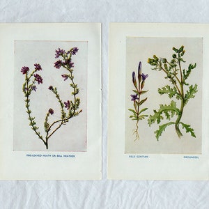 Twee antieke prenten, botanische bloemen en kruiden kunst aan de muur vintage kleurenlitho illustratie natuurwetenschappelijke grafiek