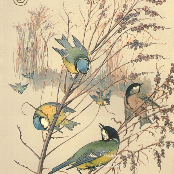 Antique Print, Blue Tits Birds January,, Edwardian chart beautiful wall art vintage color flowers lithograph illustration 1970 garden