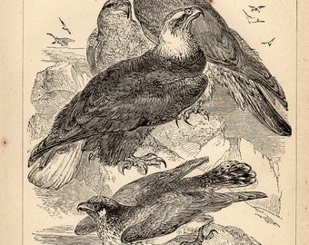 Antique Print, White headed and Golden Eagles,birds, Engraving, beautiful wall art vintage engraved b/w illustration animals 45