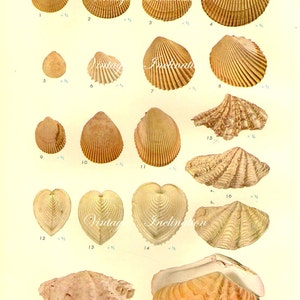 1958 SHELLS, antique vintage bookplate chart, original shells print 55 56 image 2