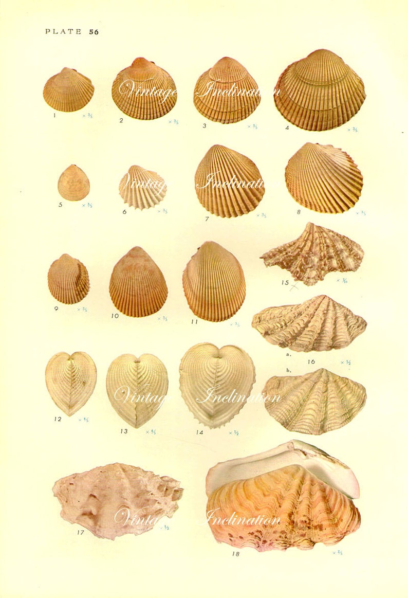 1958 SHELLS, antique vintage bookplate chart, original shells print 55 56 image 2