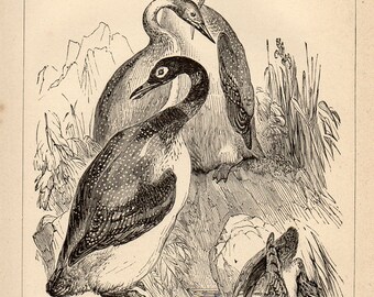 Antique Print, Grey Northern Divers birds, Engraving, beautiful wall art vintage engraved b/w illustration animals 39