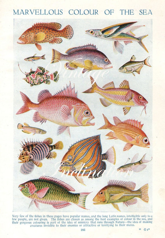 Fish Chart With Names