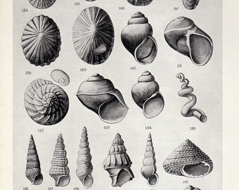 1930s SHELLS, antique vintage bookplate chart, original shells print XI